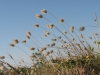 campagne